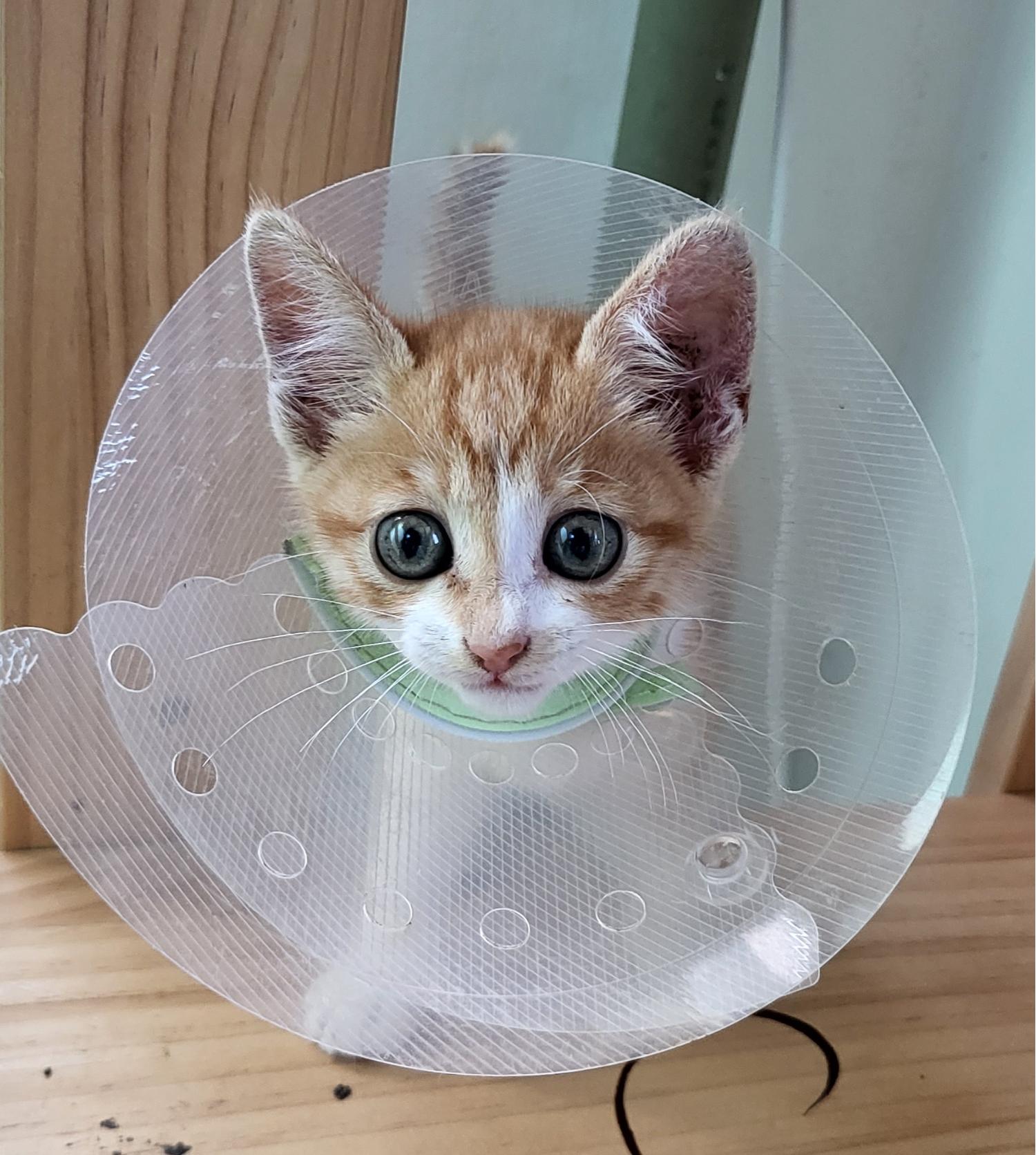 제천시 동물보호센터_443440202300242